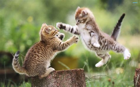 Animal Planet Too Cute Kittens | [+] CUTE KITTENS