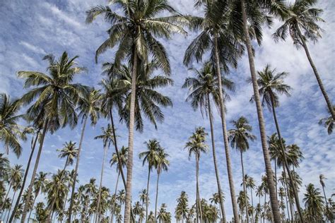 Lukisan Pokok Kelapa Di Tepi Pantai : TUMBUHAN SEMULA JADI DAN HIDUPAN ...