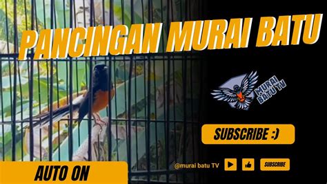 Pancingan Murai Batu Pastol Agar Ngeplong Youtube