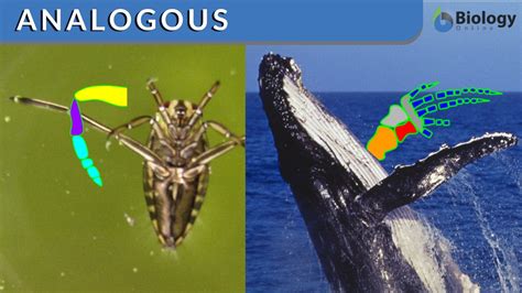 Analogous - Definition and Examples - Biology Online Dictionary