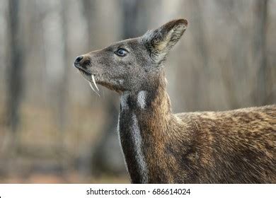 820 Musk Deer Images, Stock Photos & Vectors | Shutterstock