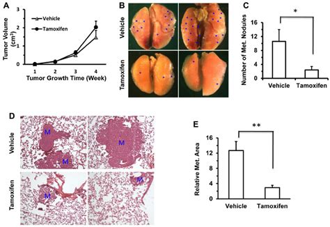 Tamoxifen Treatment Inhibits Lung Metastasis Derived From The 4t1 Cell