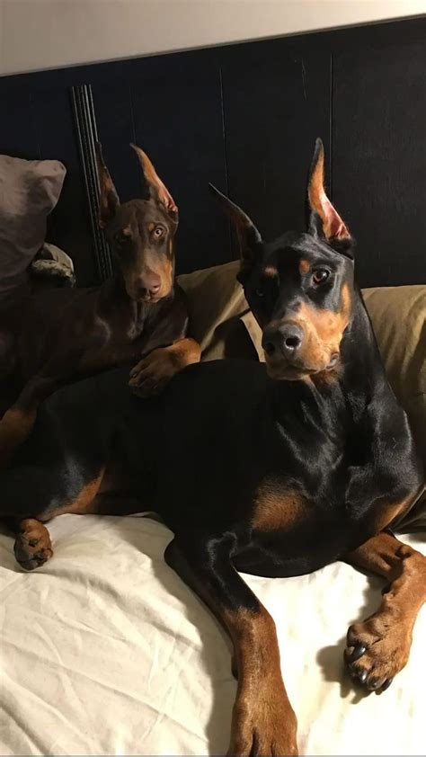 15 Cool Facts You Didnt Know About The Doberman Scary Dogs Doberman