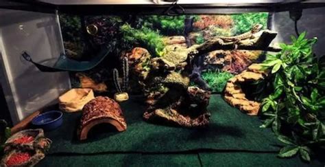 Best Basking Rocks For Bearded Dragon 2023