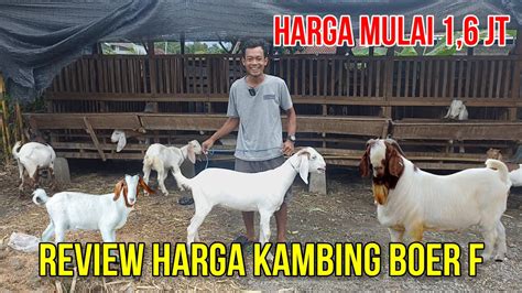 Review Harga Kambing Boer F Harga Mulai Juta Di Prasodjo Farm