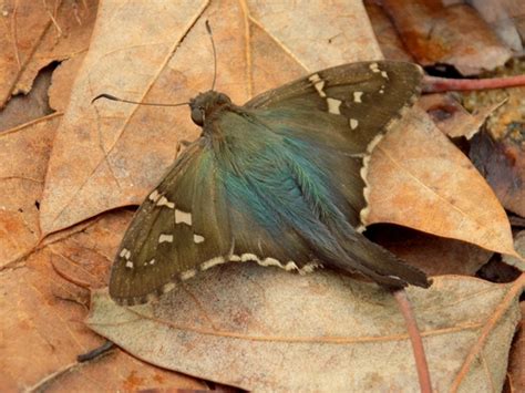 Long Tailed Skipper Urbanus Proteus Inaturalist Canada