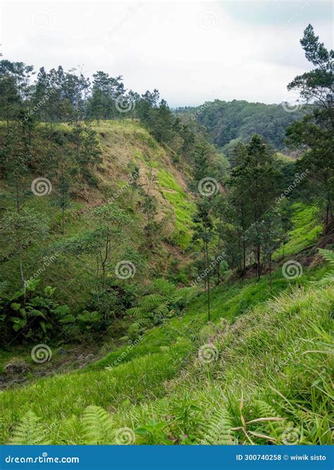 Grass And Forest Plants In The Ravine Under The Hill Stock Photo