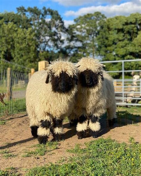 Sheep Snuggles Monk Park Farm