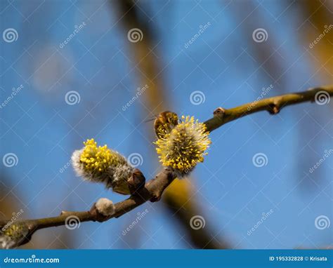 Macro Shot Of Blossoming Pussy Willow With Pollen And Bee Twigs Of Willow Stock Photo Image