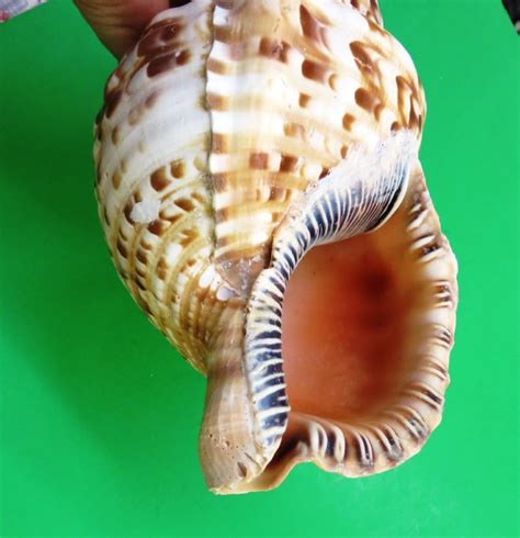 Wholesale Atlantic Tritons Trumpet Seashells Caribbean