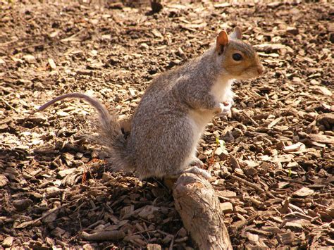 The Squirrel Without Tail In Central Park Cristina Flickr