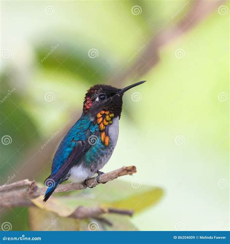 Bee Hummingbird stock image. Image of cuban, endemic - 86204009