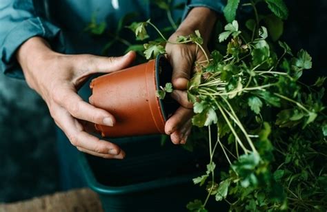 How to Grow Parsley in Australia : AGT