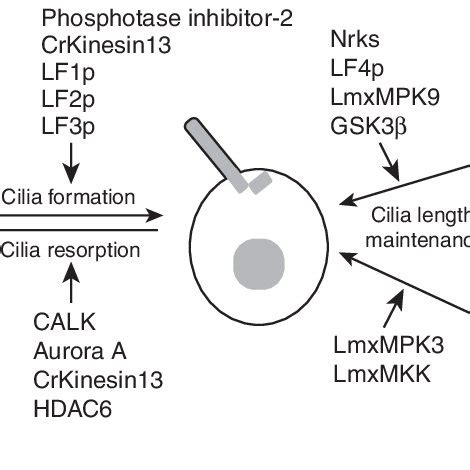 PDF Regulation Of Cilia Assembly Disassembly And Length By Protein