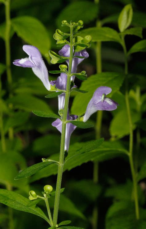 Maryland Biodiversity Project Helmet Flower Scutellaria Integrifolia