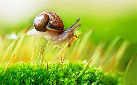 Cute Snails Wallpapers Wallpaper Cave