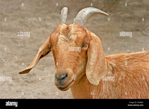 Goat With Floppy Ears Hi Res Stock Photography And Images Alamy