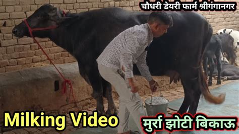 Live Milking Video आज खरीदो 14 लीटर दूध की ताज़ा बियाई मुर्रा झोटी Chaudhari Dairy Farm