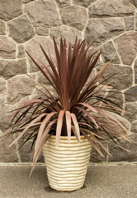 Red Star Cordyline, Cordyline australis 'Red Star', Monrovia Plant