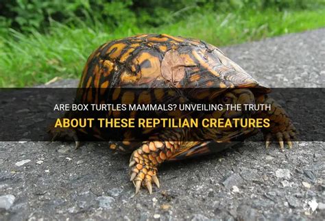 Turmeric Turtle Tussle Unveiling If Turtles Are Mammals Or Fish