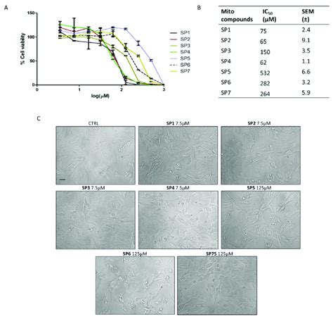 Effects Of The MITO Compounds SP1 7 On Cell Viability And Morphology Of