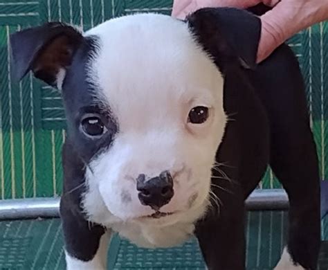 Staffordshire Bull Terrier puppies | American Staffordshire Terrier