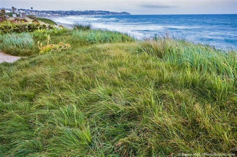 Environmental Benefits of Perennial Grasses - Summer-Dry | Celebrate ...