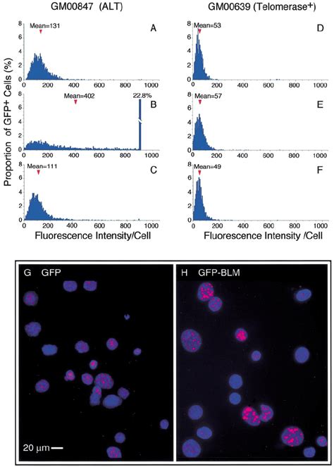 Flow Fish Analysis Of Cells Expressing Gfp Gfp Blm And Gfp Blm