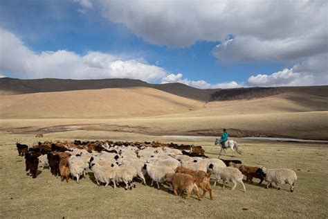 Tresor Der Mongolei Encore