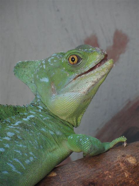 Plumed basilisk - ZooChat