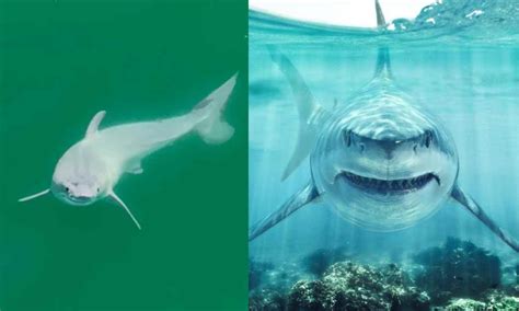 First Ever Sighting Of A Great White Shark Newborn In California This