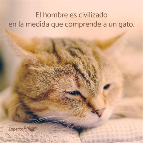 Descubrir Imagen Imagenes De Gatos Con Frases Bonitas Viaterra Mx