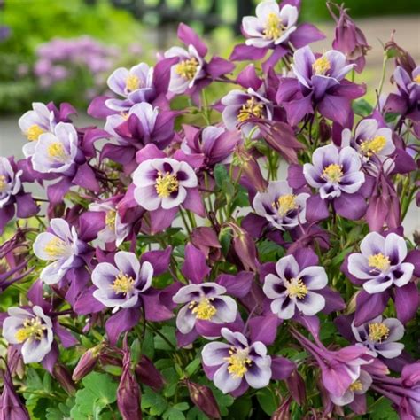 Overdevest Nurseries LP Aquilegia Earlybird Purple White