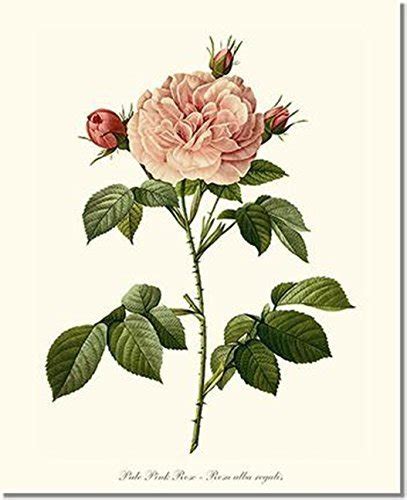 Botanical Illustration Rose