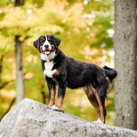 Bernese Aussie Australian Mountain Dog — STOKESHIRE