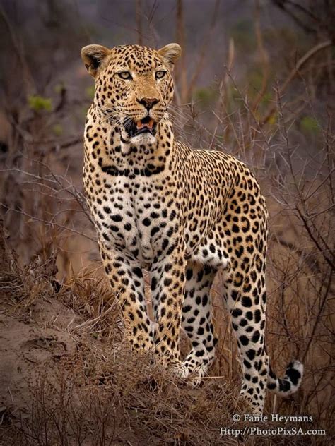 Kruger National Park Photopixsa