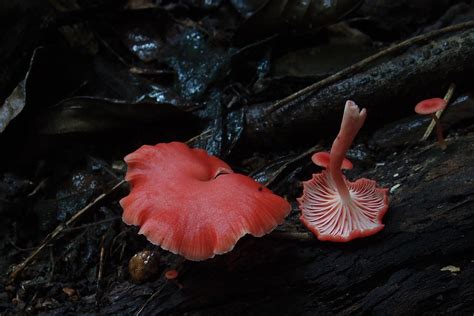 P2030213 Mycena Roseilignicola Mycena Roseilignicola Cap Flickr