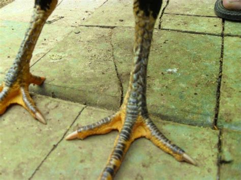 Ayam Bangkok Aduan Jenis Kaki Atau Ceker Ayam Bangkok