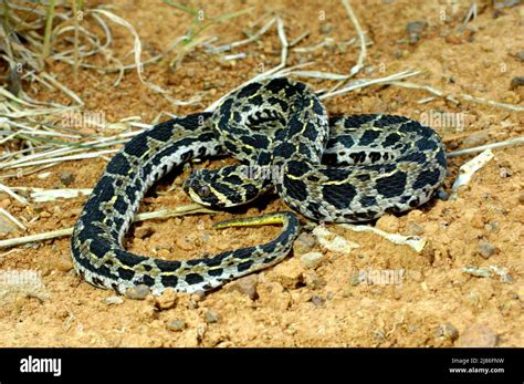 Lowland Swamp Viper On Ground Stock Photo Alamy