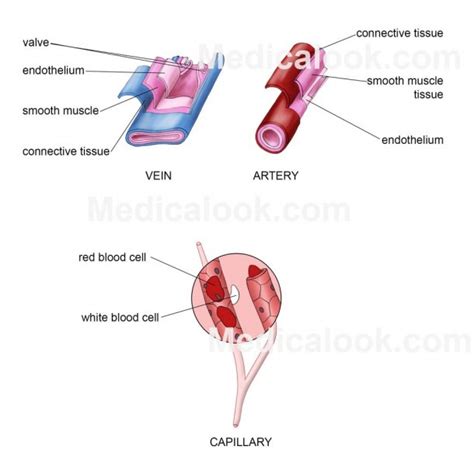 Blood Vessel Diagram