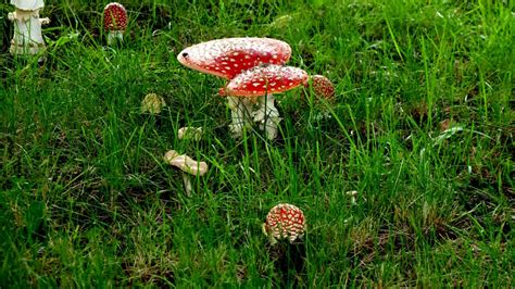 Free Images Nature Forest Lawn Meadow Prairie Leaf Flower