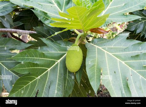 Exotic durian fruit on tree Stock Photo - Alamy