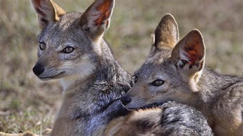 🥇 Animals jackal wallpaper | (74696)