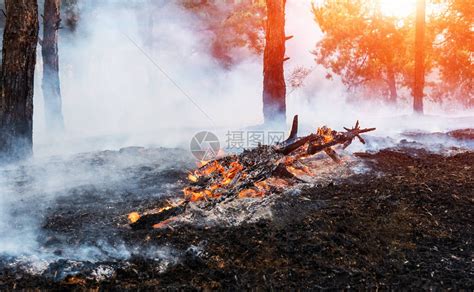 森林火灾倒下的树被火烧的地面大量烟气时vildfire高清图片下载 正版图片507396310 摄图网