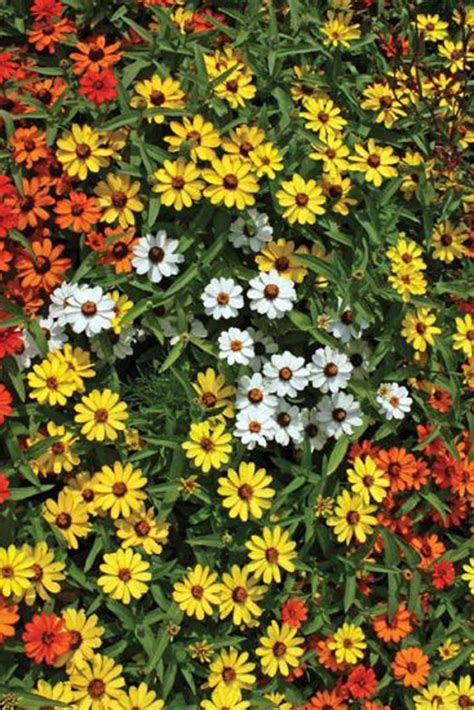 Zinnia Profusion Mix – Green Valley Garden Centre