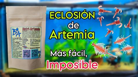 Eclosi N De Artemia M S F Cil Con Nutri Artemia De Bioacuatixz Youtube