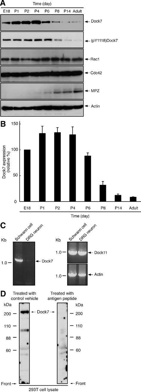 Figure 2 From The Atypical Guanine Nucleotide Exchange Factor Dock7