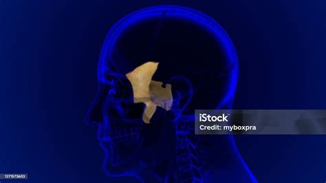 Manusia Kerangka Tengkorak Sphenoid Tulang Anatomi Untuk Konsep Medis