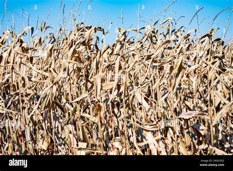 Corn Field Harvested In Ohio