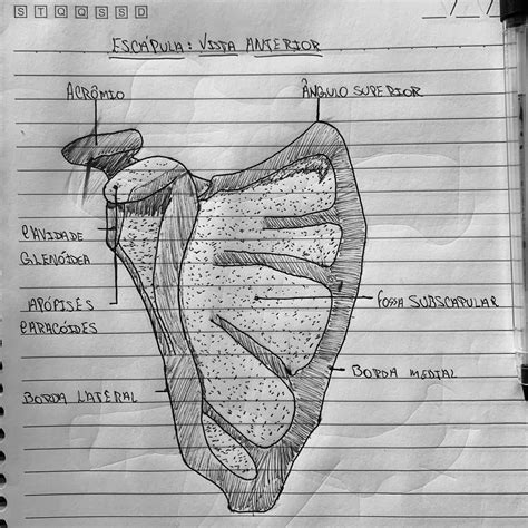 A Diagram Of The Human Body On Lined Paper